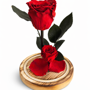 Alternative view of Rosa Preservada XL